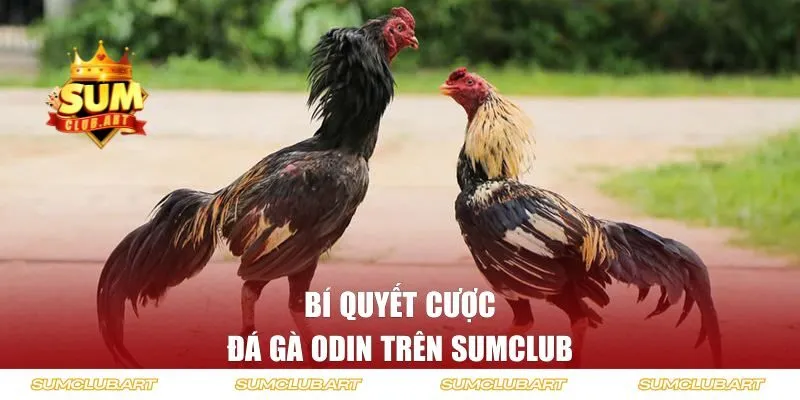 Bí quyết cược đá gà ODIN trên hệ thống SUMCLUB