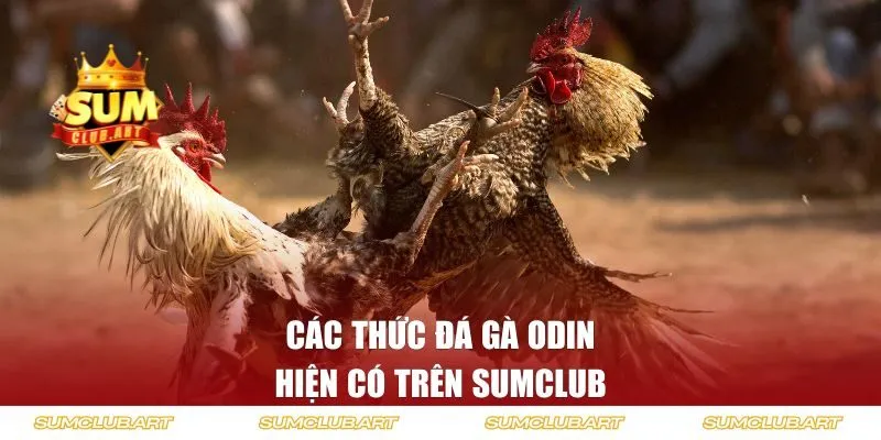 Các thức đá gà ODIN hiện có trên SUMCLUB