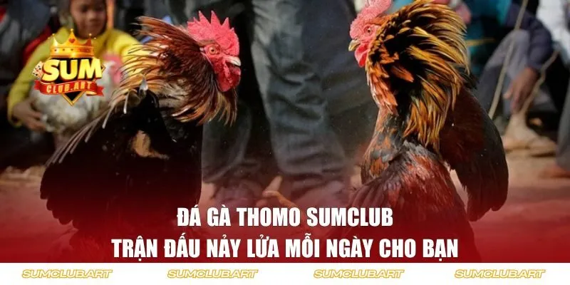 Đá gà Thomo