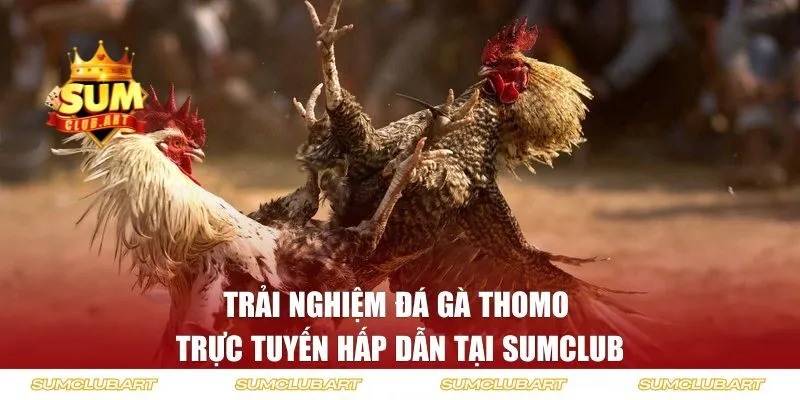Trải nghiệm đá gà trực tuyến hấp dẫn tại SUMCLUB
